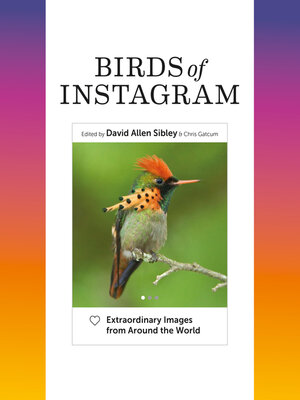 cover image of Birds of Instagram